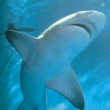 GRAND AQUARIUM - BILLET "OPEN" 2013