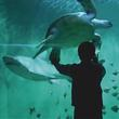 GRAND AQUARIUM - BILLET "TRIBU" 2013
