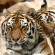 ZOO DE LA BARBEN : programmation, billet, place, infos ZOO DE LA BARBEN : programmation, billet, place, infos